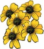 Flowers , Rudbeckia Marmalade
